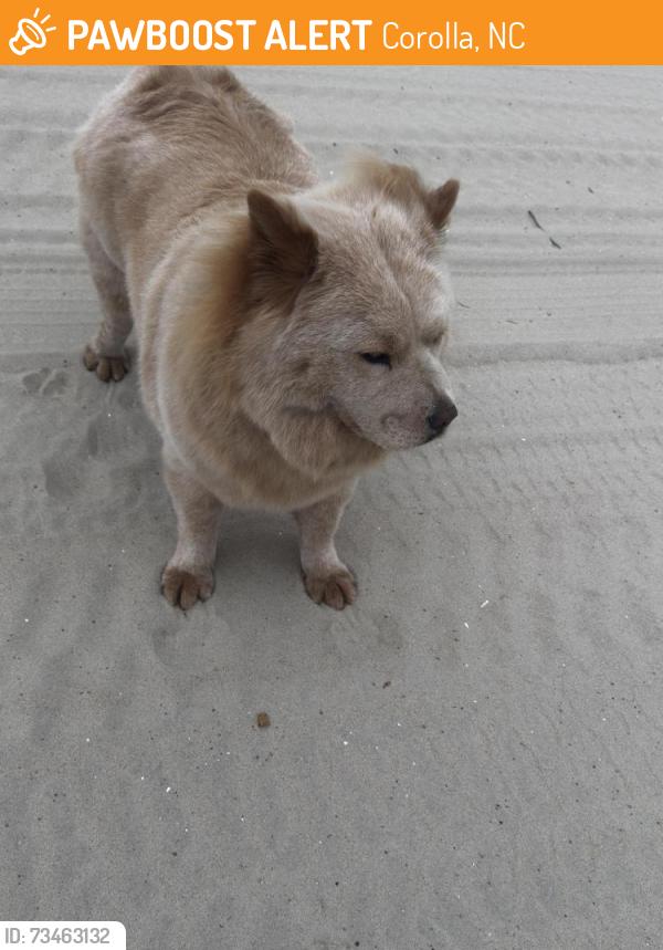Found/Stray Unknown Dog last seen Anemone and Sand Fiddler, Corolla, NC 27927