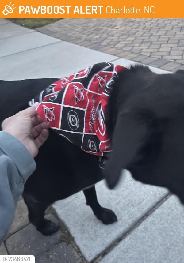 Found/Stray Unknown Dog last seen Country lane and Providence retreat, Charlotte, NC 28270