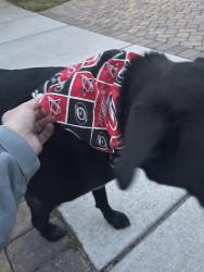 Found/Stray Unknown Dog last seen Country lane and Providence retreat, Charlotte, NC 28270