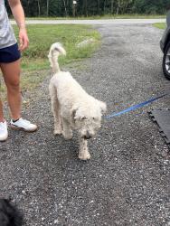Found/Stray Female Dog last seen Camp blanding, Clay County, FL 32091