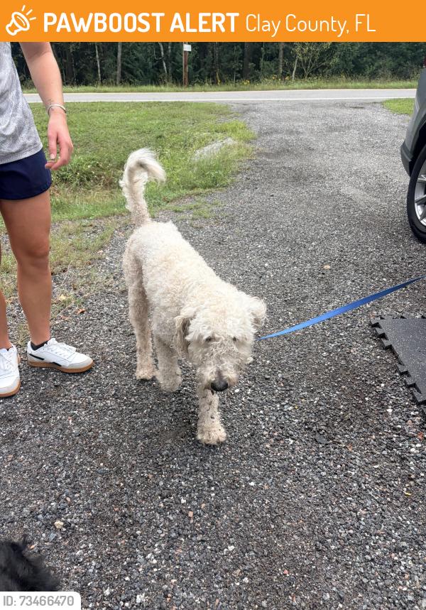 Found/Stray Female Dog last seen Camp blanding, Clay County, FL 32091