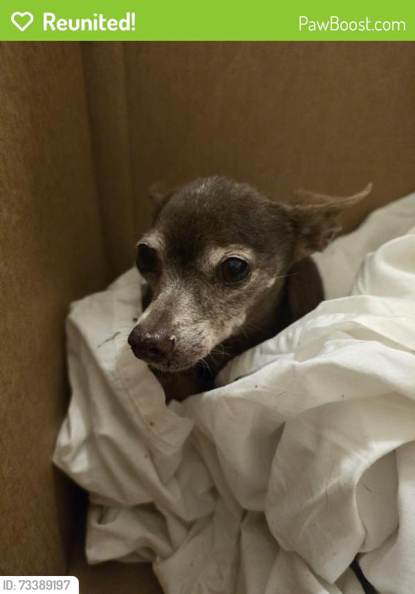 Reunited Female Dog last seen Stewart Ave & Pecos, Las Vegas, NV 89101