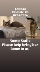 Lost Female Cat last seen Aston Gateway, El Monte, CA 91731