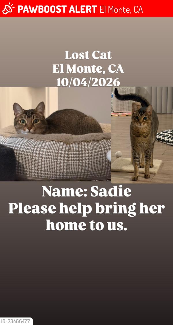 Lost Female Cat last seen Aston Gateway, El Monte, CA 91731
