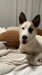 Reunited Female Dog last seen La Sierra/Magnolia, Riverside, CA 92505