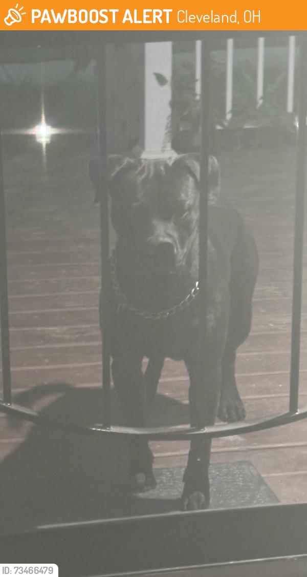 Found/Stray Unknown Dog last seen By fatima church and library and martin luther king high school, Cleveland, OH 44103