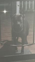 Found/Stray Unknown Dog last seen By fatima church and library and martin luther king high school, Cleveland, OH 44103