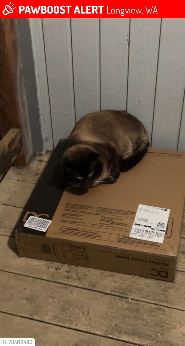 Lost Male Cat last seen mint valley, rotary park, white apmts, Longview, WA 98632