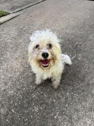 Reunited Male Dog last seen Saint Andrews Dr in Pasadena, TX, Pasadena, TX 77505