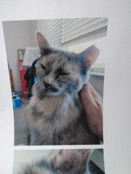 Lost Female Cat last seen Four seasons subdivision -6-spring court Charlottesville VA, Charlottesville, VA 22901