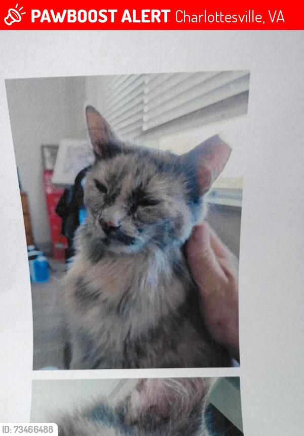 Lost Female Cat last seen Four seasons subdivision -6-spring court Charlottesville VA, Charlottesville, VA 22901