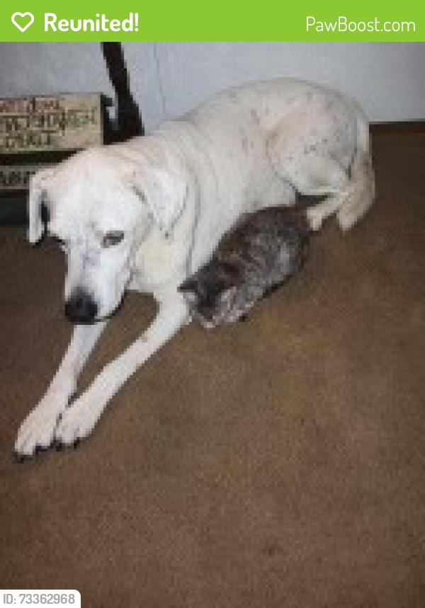 Reunited Female Dog last seen Millstone drive and Slot Road, Navasota, TX 77868