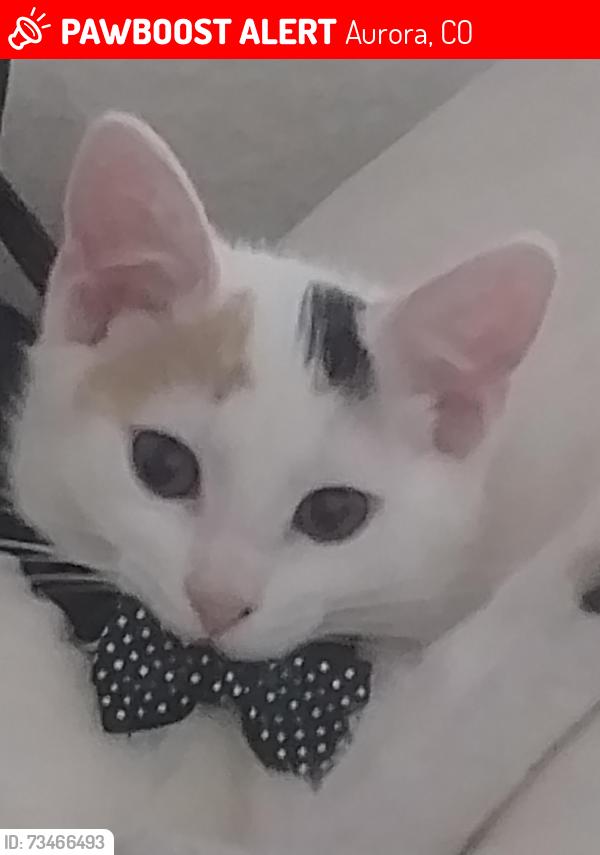 Lost Female Cat last seen Louisiana and Tower Road, Aurora, CO 80017