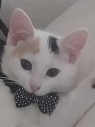 Lost Female Cat last seen Louisiana and Tower Road, Aurora, CO 80017
