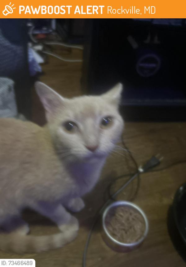 Found/Stray Male Cat last seen Near Blandford st, Rockville, MD 20850