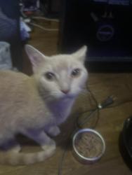 Found/Stray Male Cat last seen Near Blandford st, Rockville, MD 20850