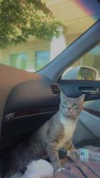 Lost Male Cat last seen Near La Gelati & s across the parking structure. Mason St & Michigan Ave., Dearborn, MI 48124