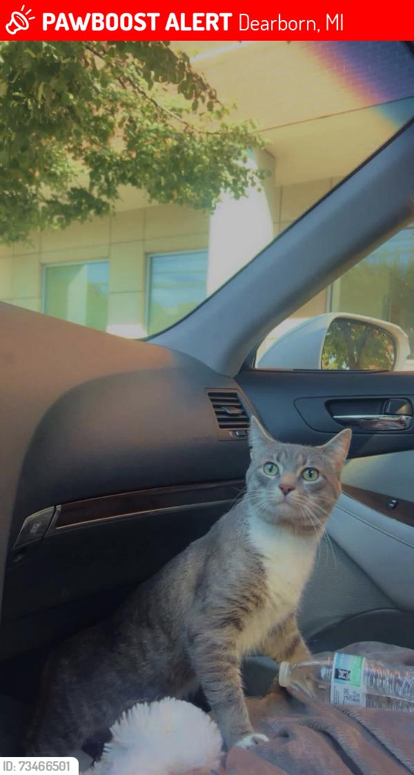 Lost Male Cat last seen Near La Gelati & s across the parking structure. Mason St & Michigan Ave., Dearborn, MI 48124