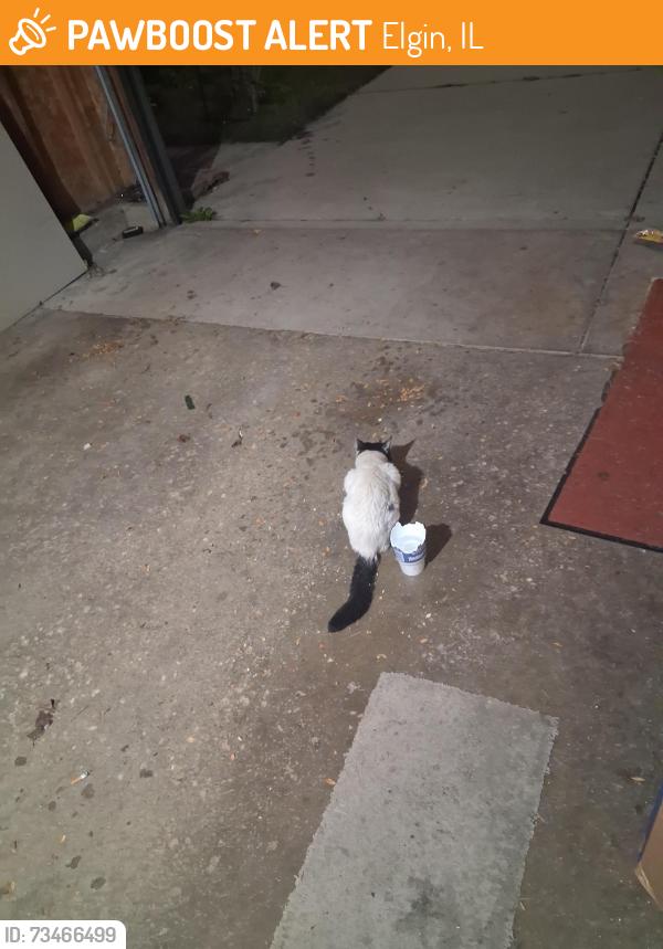 Found/Stray Unknown Cat last seen Longford, Elgin, IL 60120