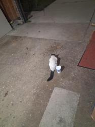 Found/Stray Unknown Cat last seen Longford, Elgin, IL 60120