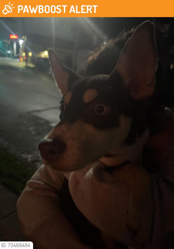 Found/Stray Female Dog last seen The Wawa on state rd, Upper Darby Township, PA 19082