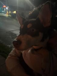Found/Stray Female Dog last seen The Wawa on state rd, Upper Darby Township, PA 19082