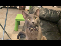 Lost Male Cat last seen White Oak and Saticoy, Los Angeles, CA 91335