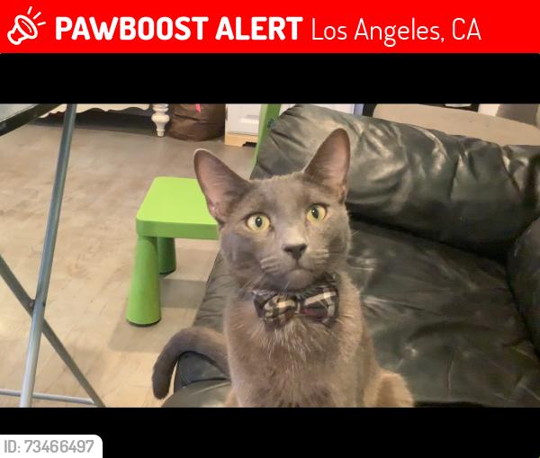 Lost Male Cat last seen White Oak and Saticoy, Los Angeles, CA 91335