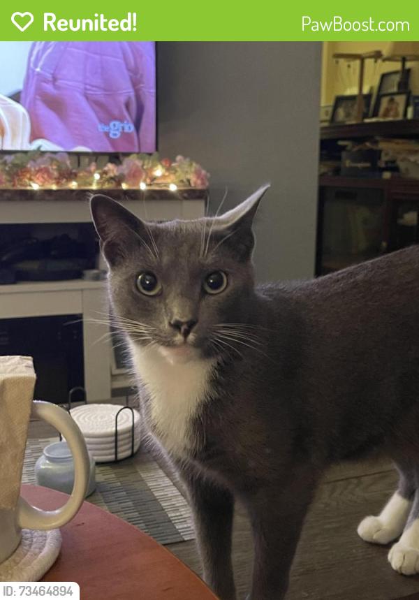 Reunited Female Cat last seen Bay avenue, Toms River, NJ 08753