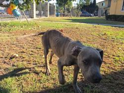Found/Stray Male Dog last seen Corner of avalon gardens, Los Angeles, CA 90002