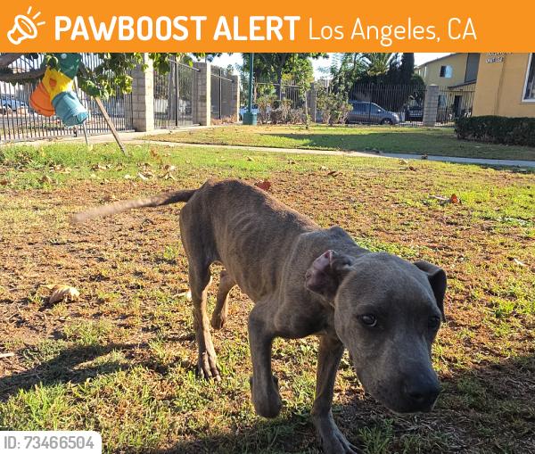 Found/Stray Male Dog last seen Corner of avalon gardens, Los Angeles, CA 90002