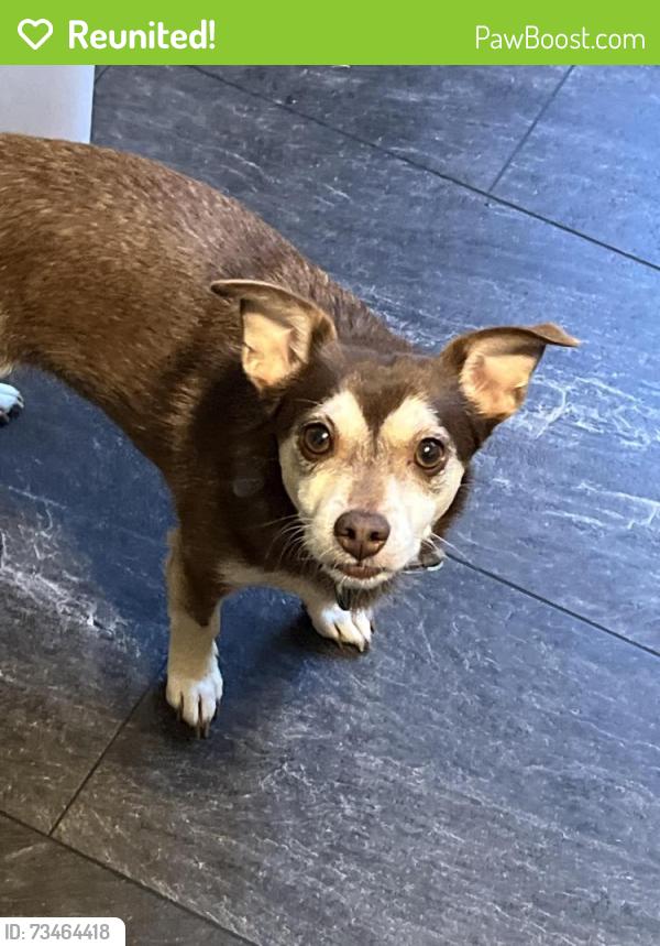 Reunited Male Dog last seen Peach orchard, Silver Spring, MD 20905