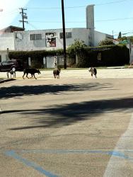 Found/Stray Unknown Dog last seen Goodrich Blvd, Commerce, CA 90022