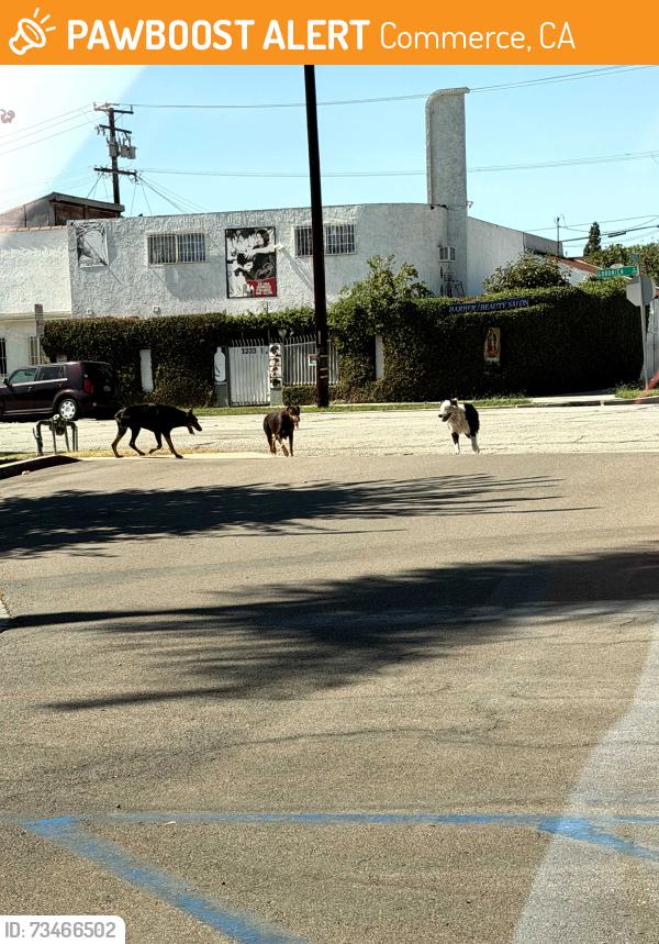 Found/Stray Unknown Dog last seen Goodrich Blvd, Commerce, CA 90022