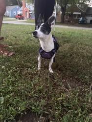 Found/Stray Unknown Dog last seen Scott and Sheley, Independence, MO 64052
