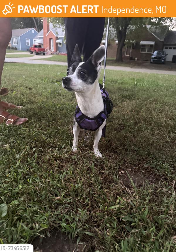 Found/Stray Unknown Dog last seen Scott and Sheley, Independence, MO 64052