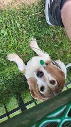 Reunited Female Dog last seen Near Robinwood St, Pontiac, MI 48340, USA, Pontiac, MI 48340