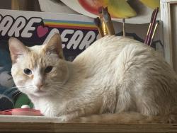 Lost Male Cat last seen Real de calacoaya, Tijuana, B.C. 22236