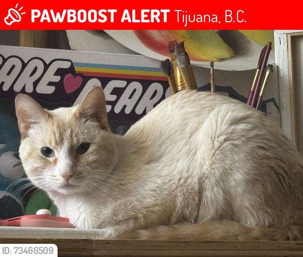 Lost Male Cat last seen Real de calacoaya, Tijuana, B.C. 22236