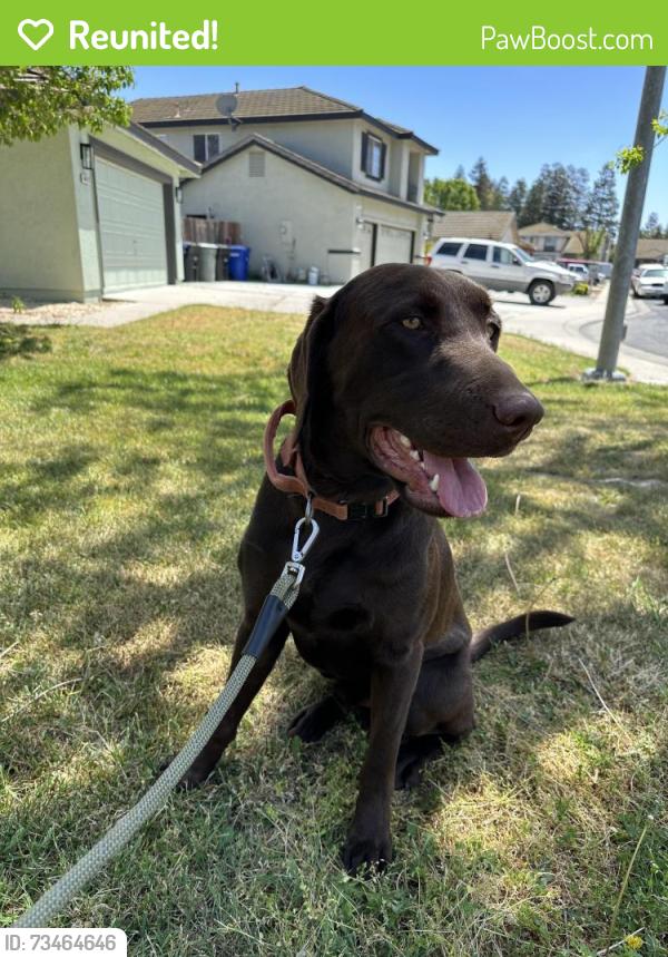 Reunited Male Dog last seen Finney Rd, Salida, CA 95368