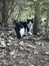 Found/Stray Unknown Cat last seen Shawnee mission parkway, Fairway, KS 66205
