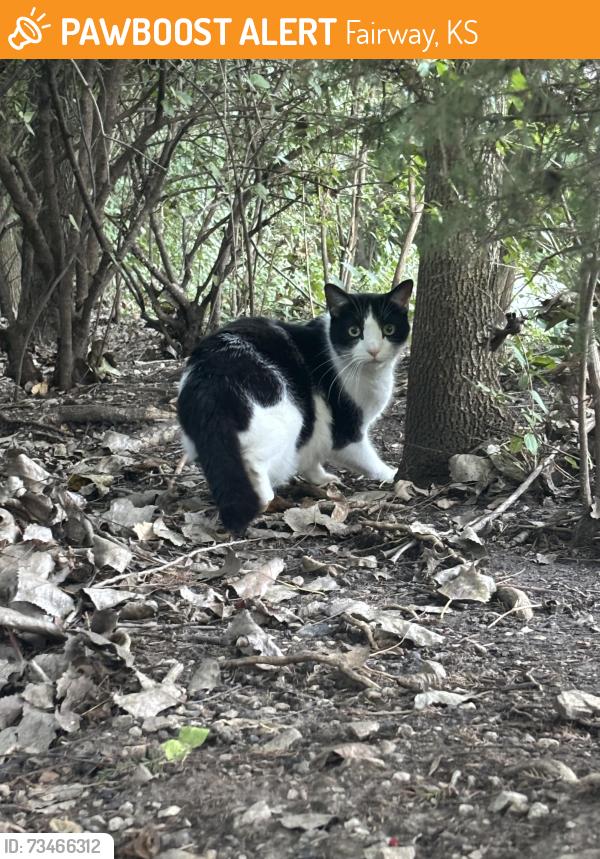 Found/Stray Unknown Cat last seen Shawnee mission parkway, Fairway, KS 66205