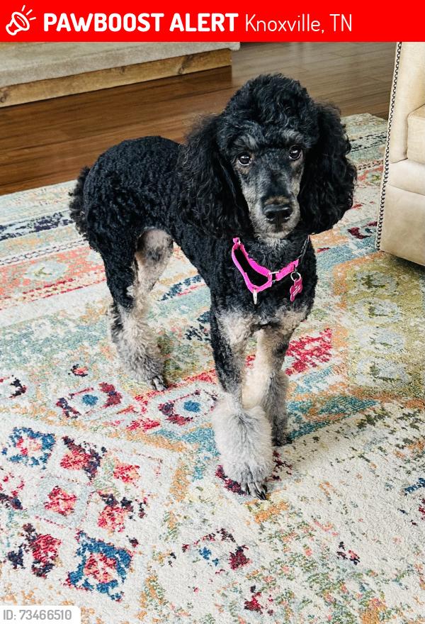 Lost Female Dog last seen Near Westacres dr, Knoxville, TN 37919