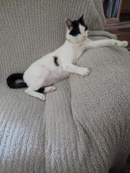 Lost Male Cat last seen 2nd St, Manchester, TN 37355