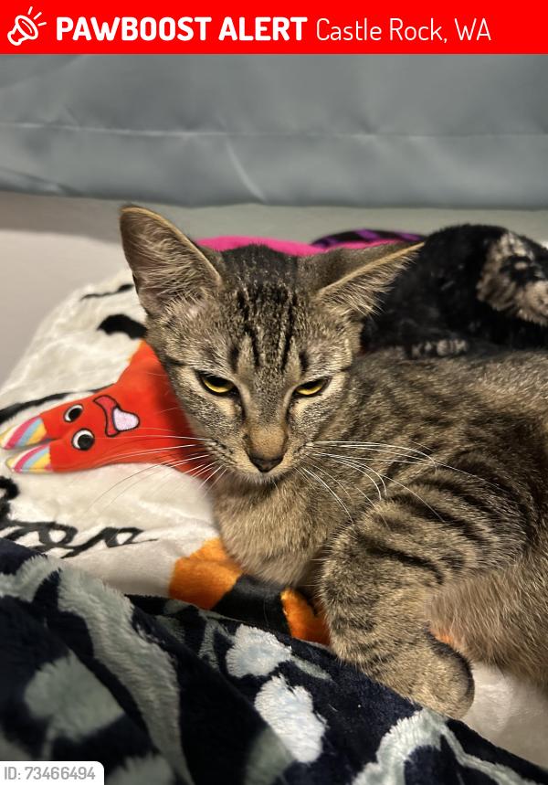 Lost Female Cat last seen few hses, farm animals fenced in, Castle Rock, WA 98611
