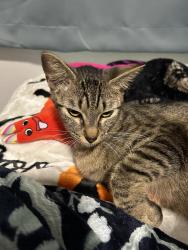 Lost Female Cat last seen few hses, farm animals fenced in, Castle Rock, WA 98611
