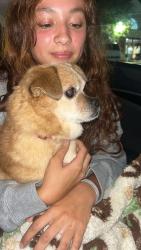 Found/Stray Male Dog last seen Catawba College, W Innes Street, Salisbury, NC 28144