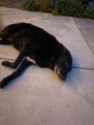 Found/Stray Female Dog last seen Palm vista and vintage, Kenner, LA 70065