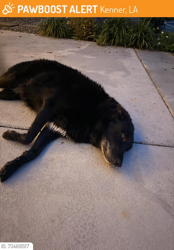Found/Stray Female Dog last seen Palm vista and vintage, Kenner, LA 70065