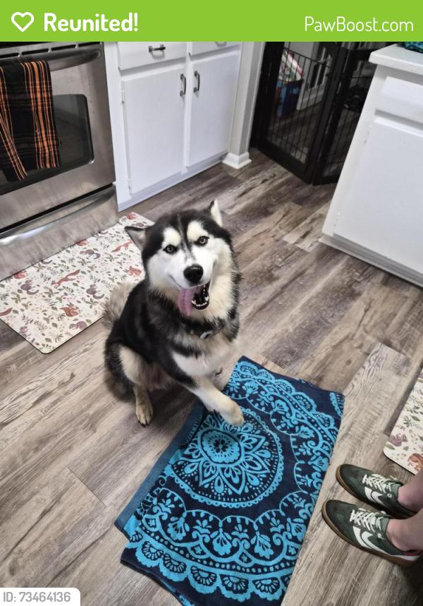 Reunited Male Dog last seen Between Market St and Wendover, Greensboro, NC 27407